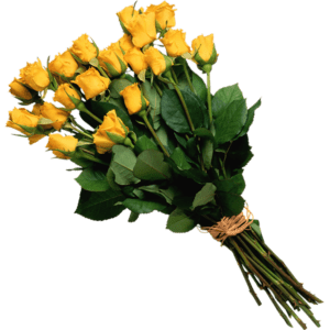 گل رز هلندی زرد